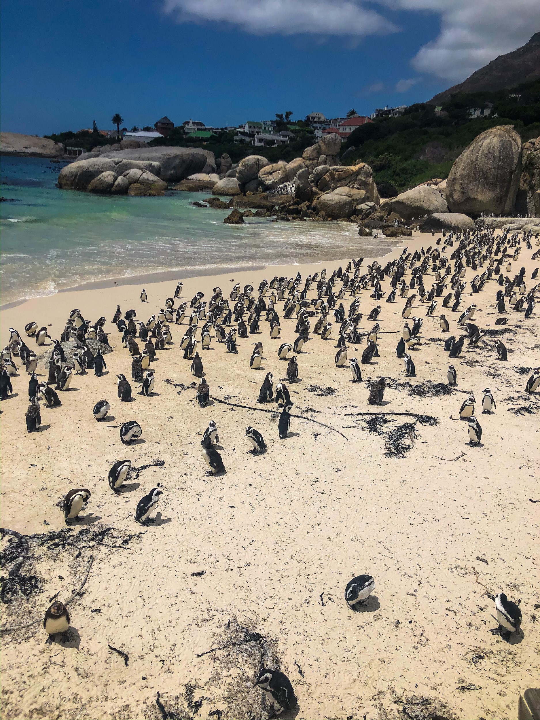 Penguins, South Africa