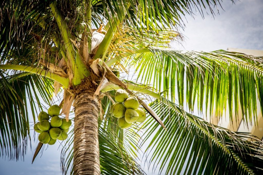 Cernys' Journey Palm Tree