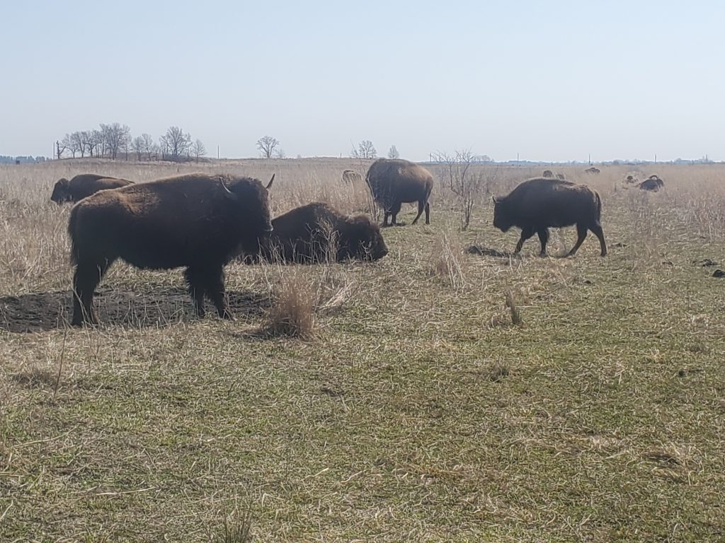 Cernys Journeys: Kankakee Sands - Bison
