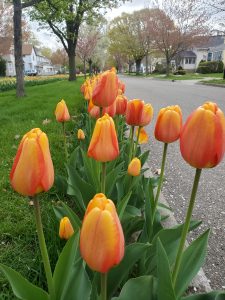 Cernys Journeys: Tulip Lane Boulevard Holland MI Cernys Journeys: Tulip Lane Boulevard Holland MI